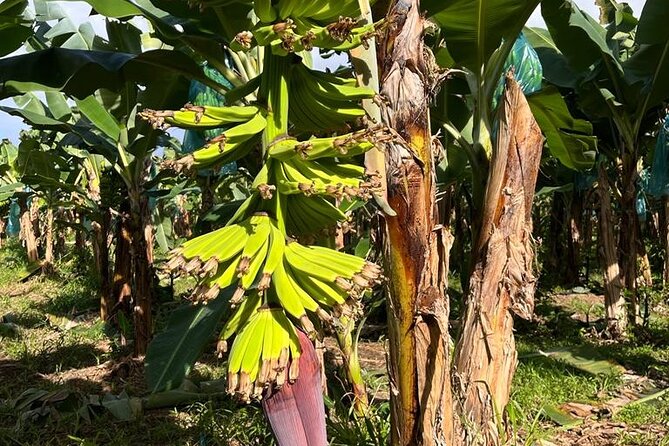 Small train tour of a banana farm in Martinique - Practical details that affect your day