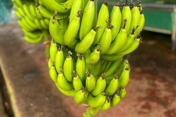 Small train tour of a banana farm in Martinique - What you learn about Martinique bananas