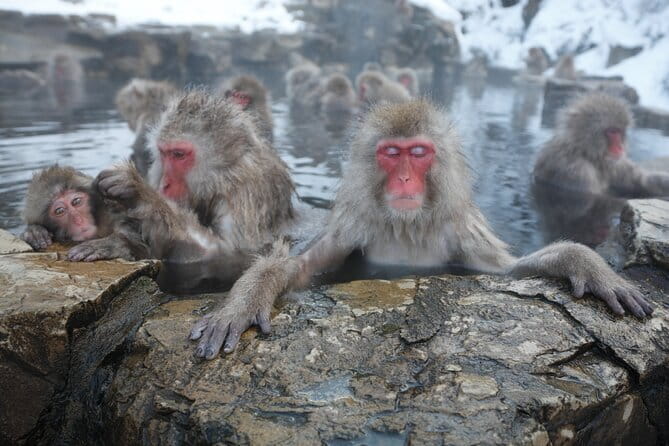 Snow Monkey Park and Miso Production Tour Bullet Train from Tokyo - Why the Snow Monkeys Make This Day Worth the Effort