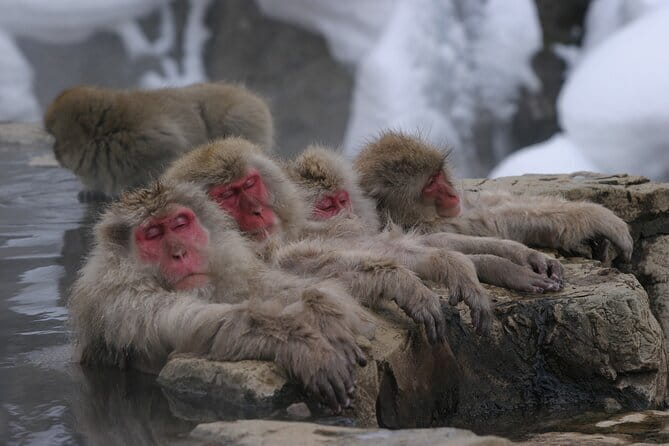 Snow Monkey Park and Miso Production Tour Bullet Train from Tokyo - The 7:20 a.m. Start and Bullet Train Ride