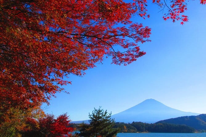 Snow Monkey Park and Miso Production Tour Bullet Train from Tokyo - Guides, Group Size, and How the Day Feels