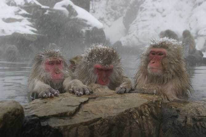 Snow Monkey Park and Miso Production Tour Bullet Train from Tokyo - Miso at Shioya Brewery in Suzaka
