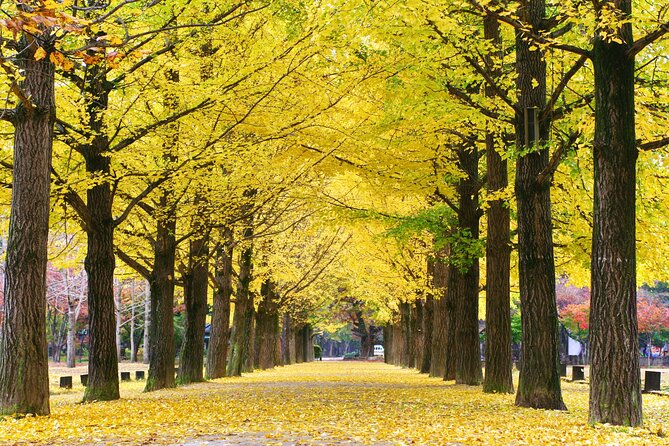 Special Private Tour Nami Island, Rail Bike, Petite France - Gangchon Rail Park and the Bukhangang River bridge