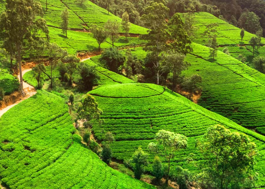 Sri Lanka Private 2-day Tour:Train Trip, Kandy, Nuwara Eliya - The Temple of the Sacred Tooth Relic in Kandy