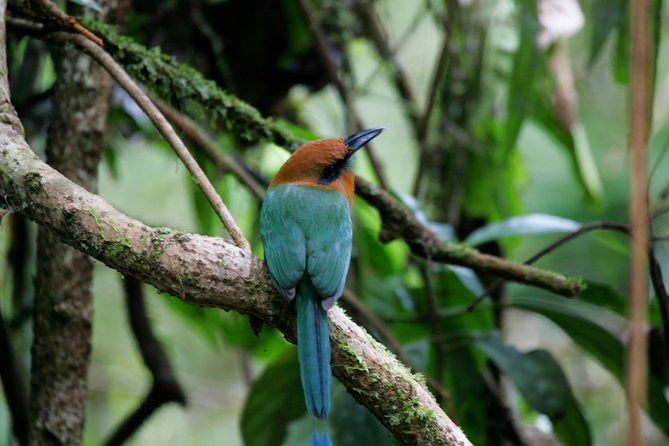 St. Lucia Aerial Tram Tour at Rainforest Adventures - The fern trail is short but worthwhile