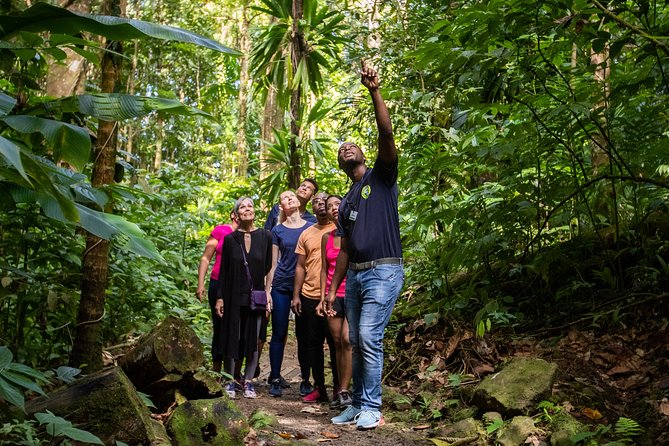St Lucia Ultimate 3: Aerial Tram, Zipline and Hiking at Rainforest Adventures - The 8-line canopy course supplies the thrills