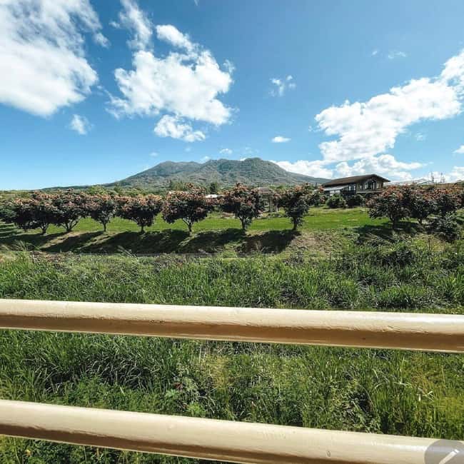 Sugar Train Tour & Drinks|Pick-Up &Drop Off From Cruise Port - Who will enjoy this St. Kitts train tour?