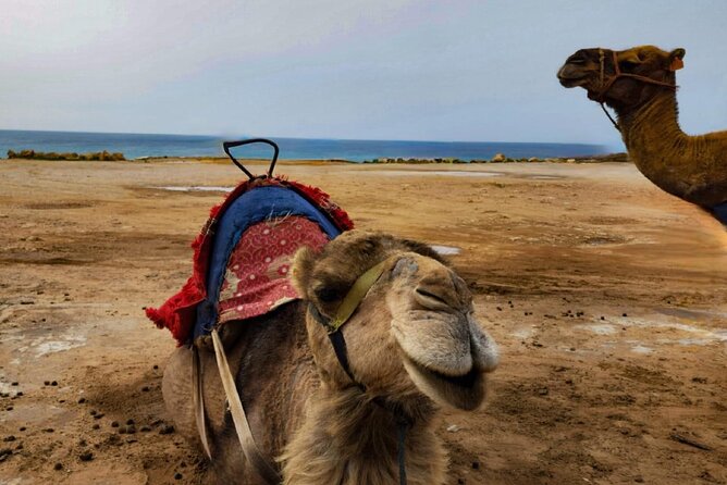 Tangier Private Day Trip from Casablanca by High Speed Train - The Kasbah and Dar el Makhzen