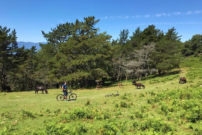 The Train Track Trail Mountain Bike Ride - Private experience - Practical details before you book