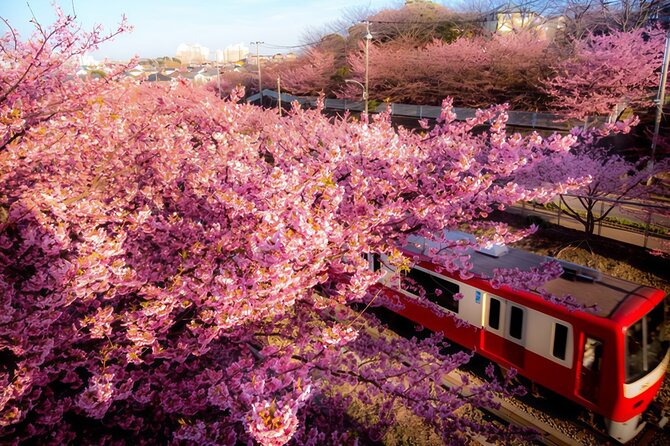 Tokyo-Izu: Volcano, Ocean& Capybara Cuddle with Izu Scenic Train - Kadowaki Suspension Bridge and Jogasaki Coast