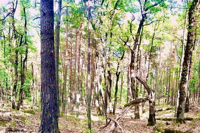 Tour with the Mountain Train, Trek to Mystic Forest and Castle - Key points to know before booking
