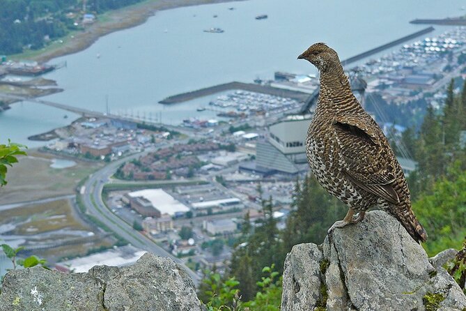 Trails and Ale Tour and Tram Combo - Juneau rain can change the whole mood