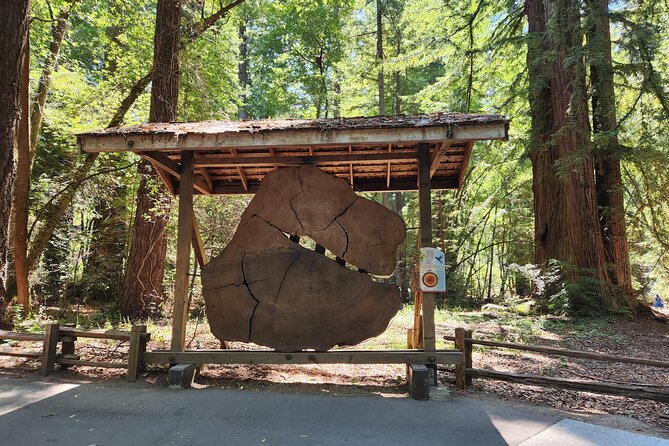 Train Ride Adventure through Mother Natures Giant Redwoods Park - Santa Cruz: a short coastal pause