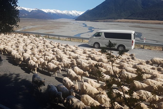 Tranz Alpine Train Tour - Arthur’s Pass National Park on foot