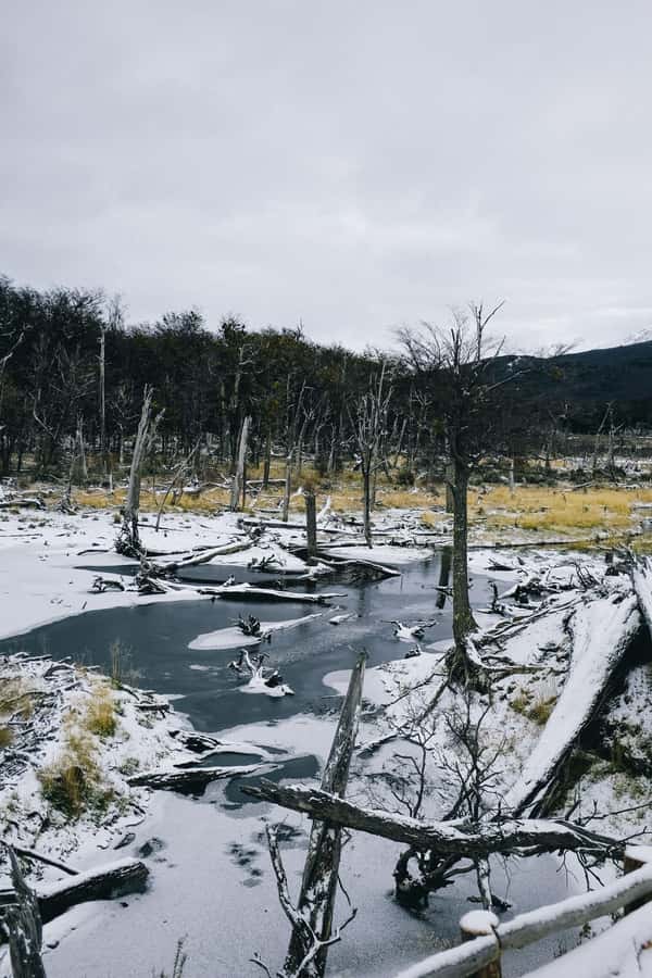 USHUAIA | Tierra del Fuego National Park & Optional Train - Ensenada Bay and the southern post office