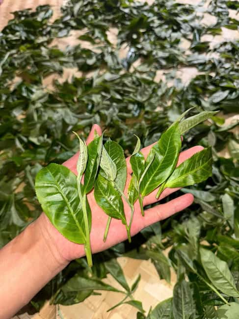 Vietnam Tea Tasting - Giang Egg Coffee & Train Street Visit - Group size, walking, and practical limits