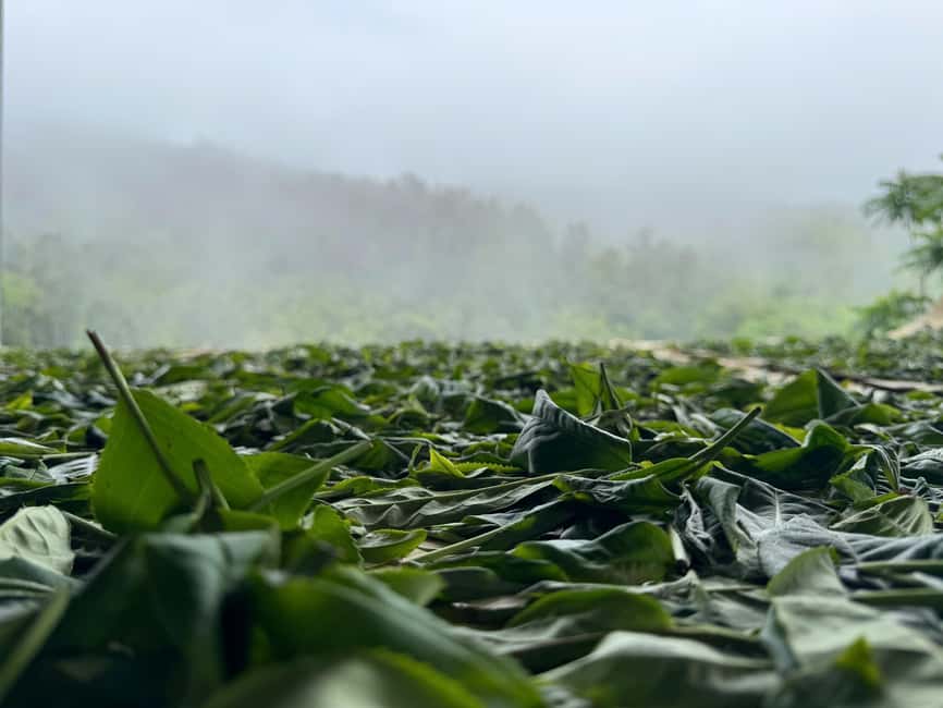 Vietnam Tea Tasting - Giang Egg Coffee & Train Street Visit - What the $36 price really covers