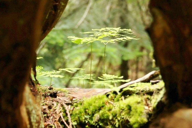 Whistler Train Wreck, Suspension Bridge & Hidden Waterfall Adventure - Fitness, footwear, and weather