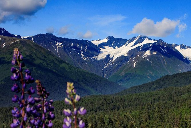 Winter - Alaska Wildlife Center with Alyeska Tram - What the small group adds
