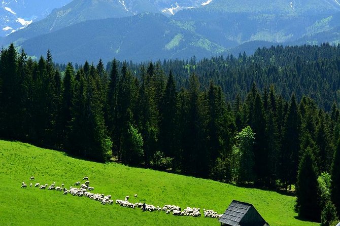 ZAKOPANE & THERMAL SPRINGS, Funicular, Cheese Tasting - The morning begins in Chocholow’s wooden village