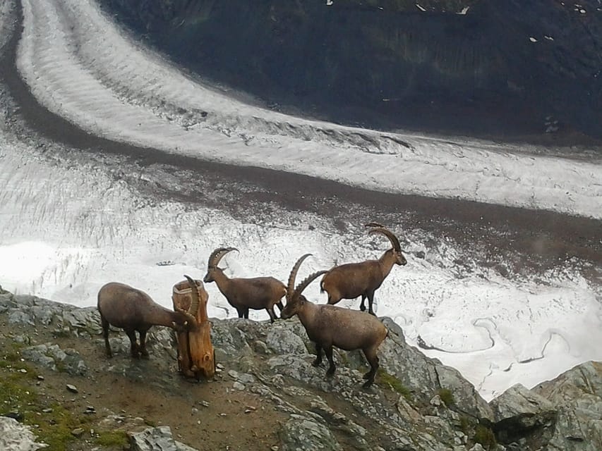 Zermatt & Mt. Gornergrat Small Group Day Trip from Zürich - Riding the Gornergrat Railway